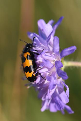 Réf. 203 535 : Mylabris variabilis